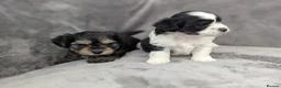 Chorkie dogs for sale: Chorkie puppies  - Advert 11