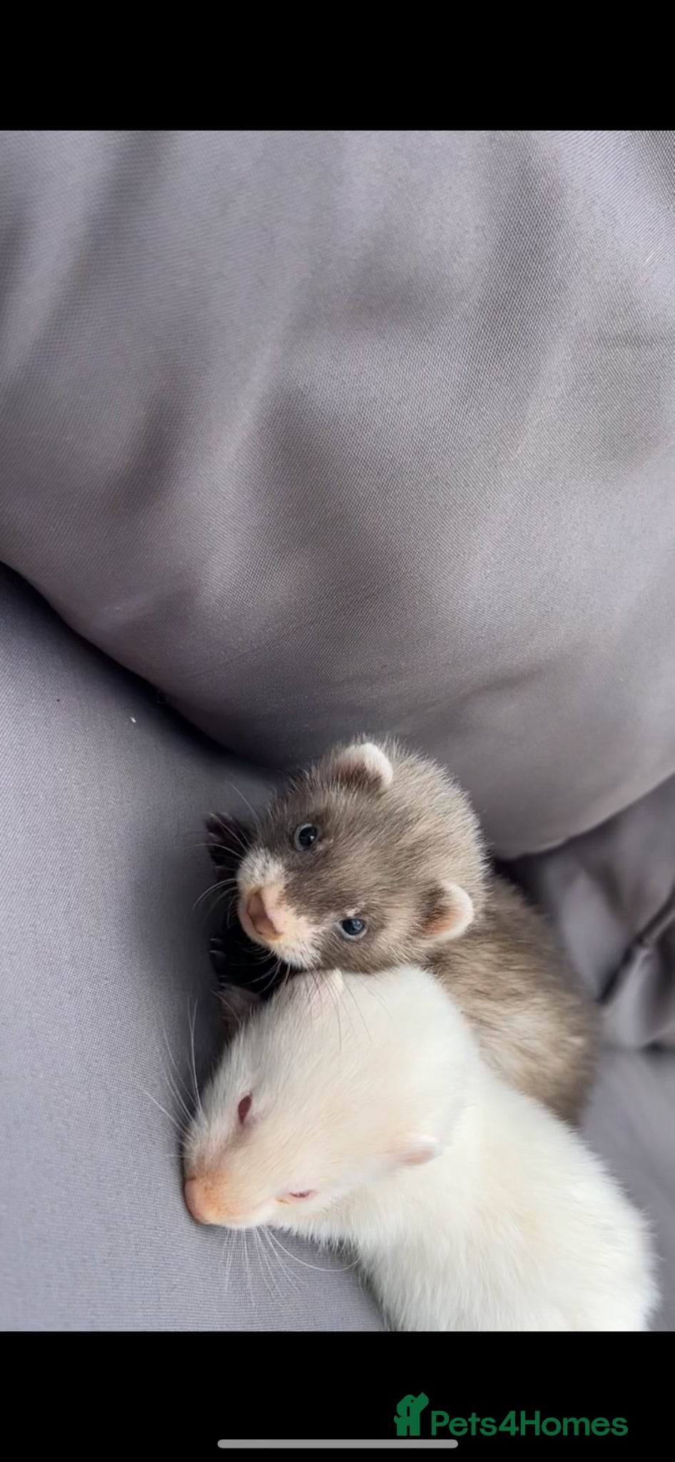 Ferret rodents Two baby jills for sale  - Advert 1