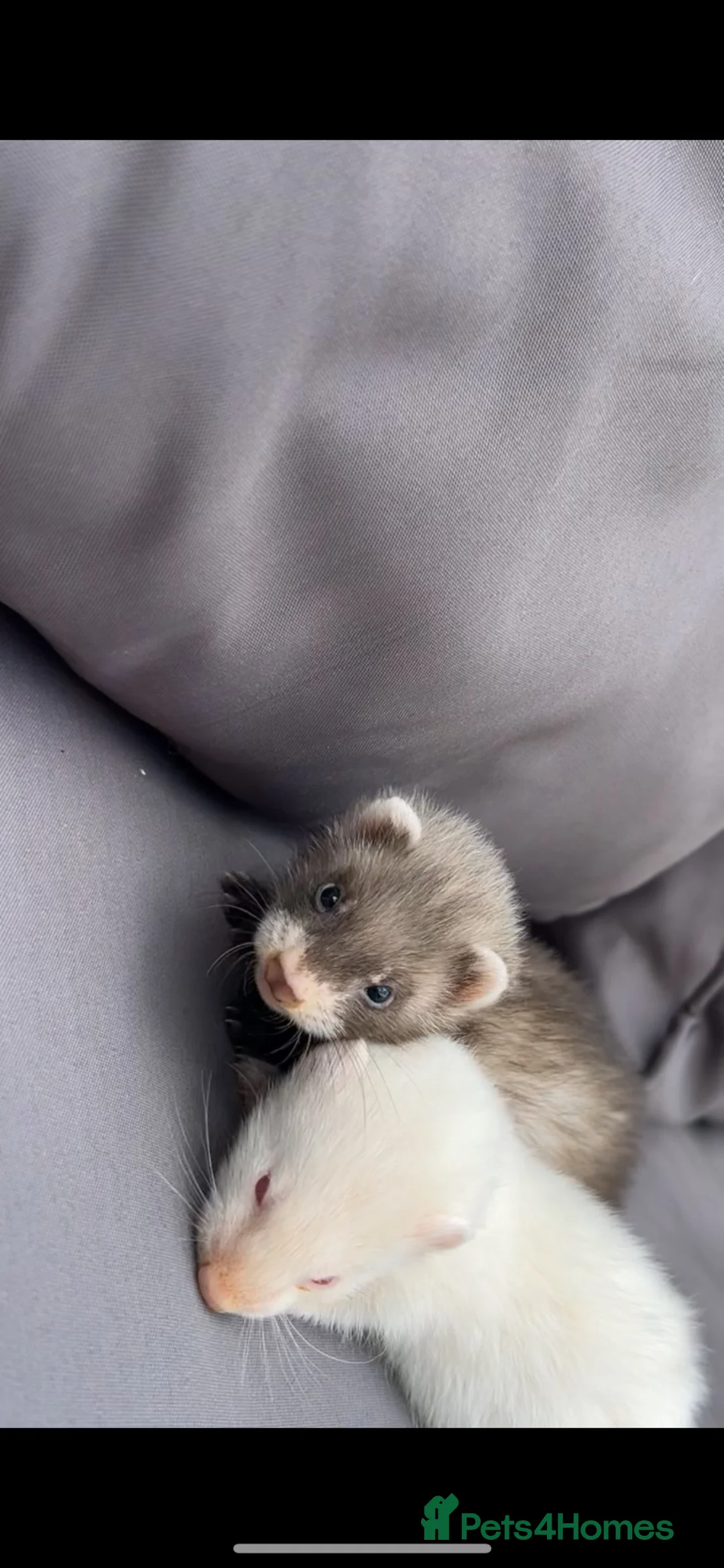 Ferret rodents for sale: Two baby jills for sale  in Scarborough - Advert 1