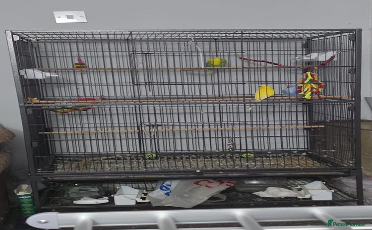 Budgerigars birds 3 male budgerigars.  - Advert 1