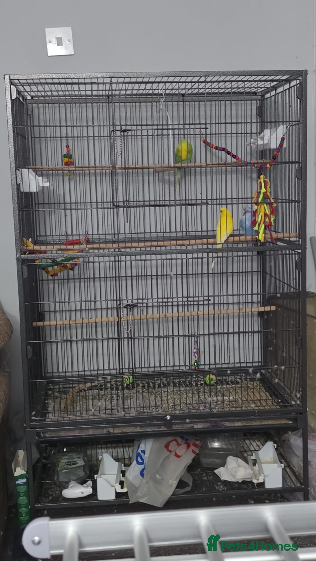 Budgerigars birds for sale: 3 male budgerigars.  - Advert 1
