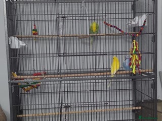 Budgerigars birds 3 male budgerigars. - Advert 1