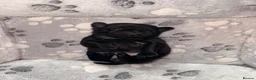 Pug dogs for sale: Beautiful black pugs in Motherwell - Advert 7