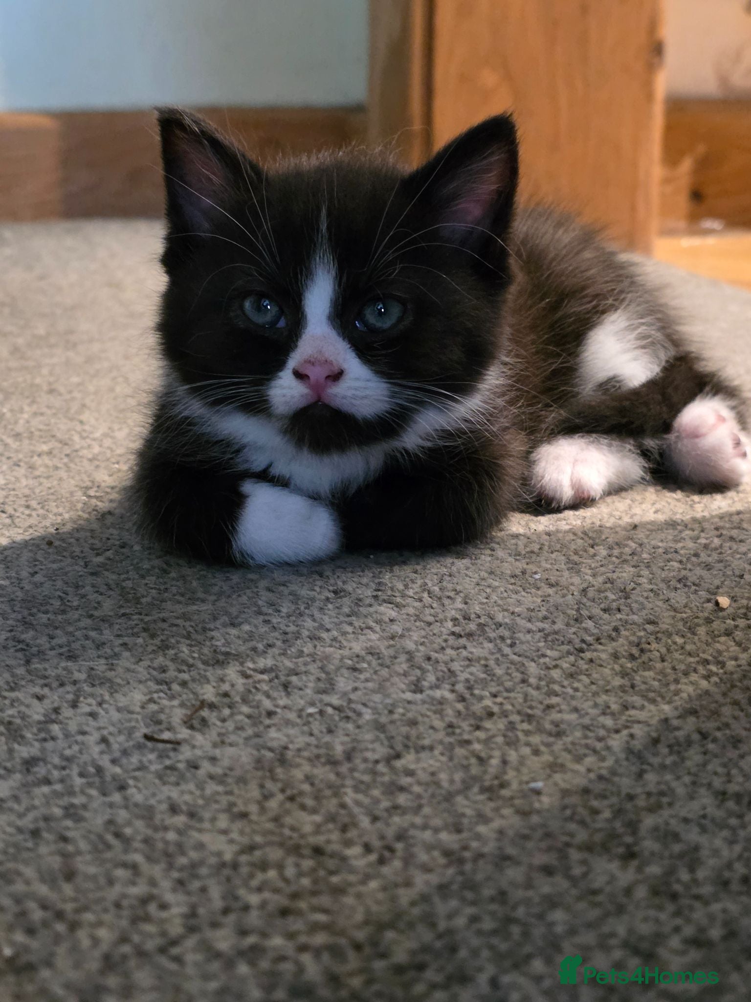 Mixed Breed cats Beautiful Persian Cross kittens - Advert 2