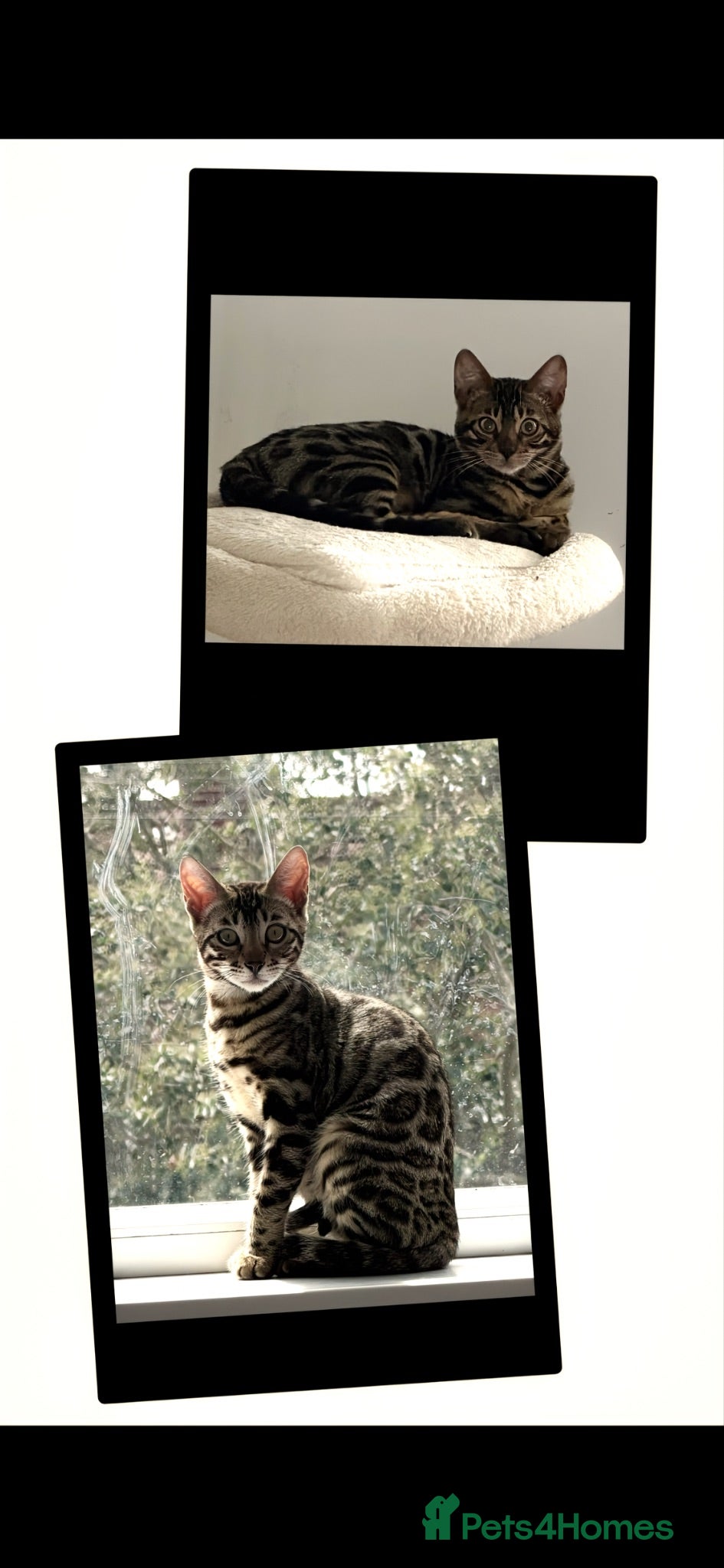 Bengal cats BENGAL 🔥 KITTENS TICA REGISTERED  - Advert 1