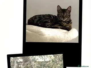 Bengal cats BENGAL 🔥 KITTENS TICA REGISTERED - Advert 1