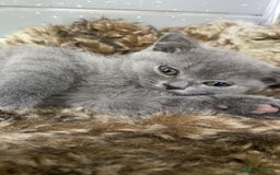 British Shorthair cats for sale: Stunning fluffy British short haired kittens  - Image 14