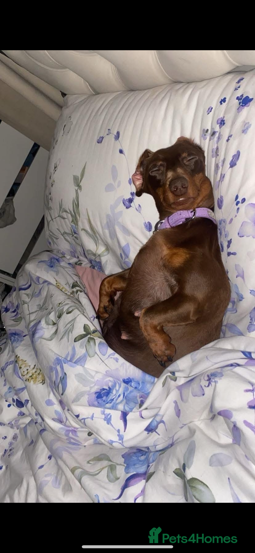 Miniature Dachshund dogs for sale: KC miniature Dachshunds  - Advert 2