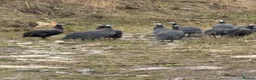 Guinea Fowl poultry for sale: Guinea Fowl - Advert 10