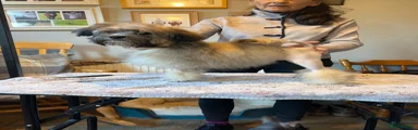 Lowchen Puppy 1