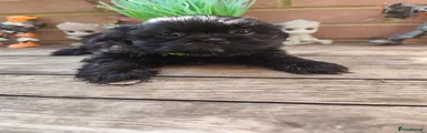 Shih Tzu 1