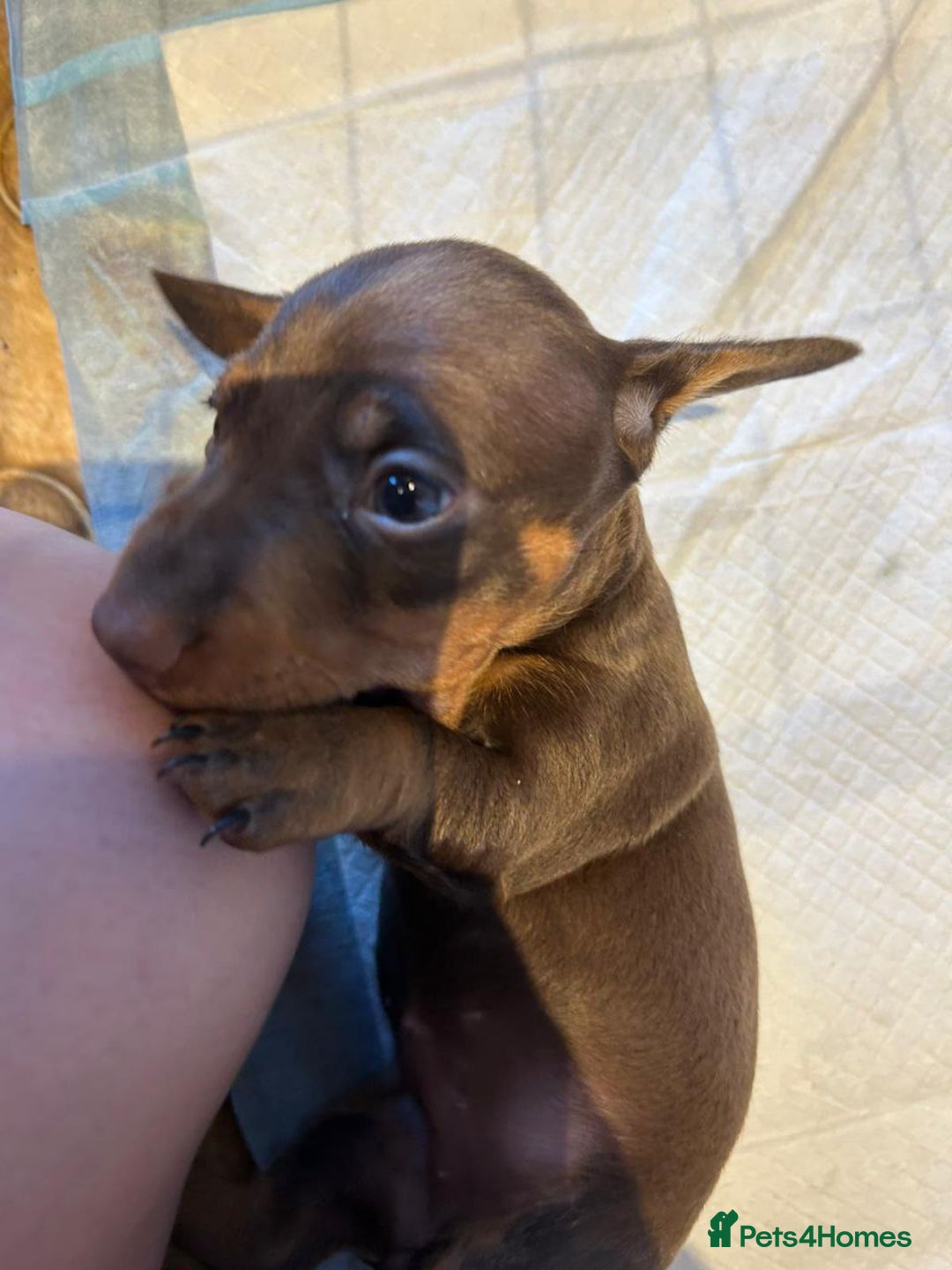 Miniature Dachshund dogs for sale: Beautiful Miniature Dachshund Puppies  - Advert 8