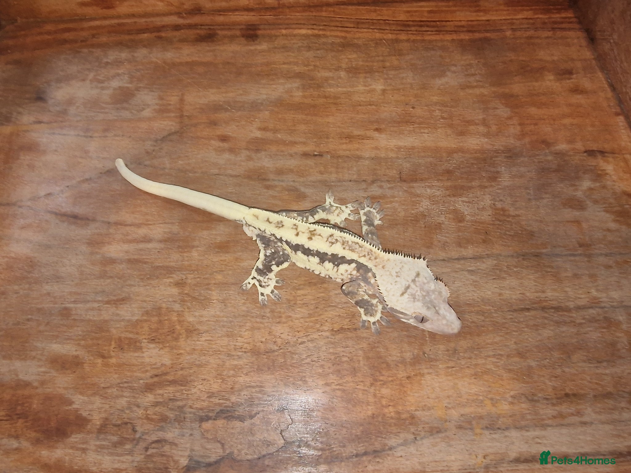 Gecko reptiles 8x Crested geckos/Full collection available!  - Advert 5