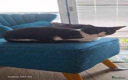 Mixed Breed cats for sale: Beautiful loving cat - FREE to a loving home - Image 1