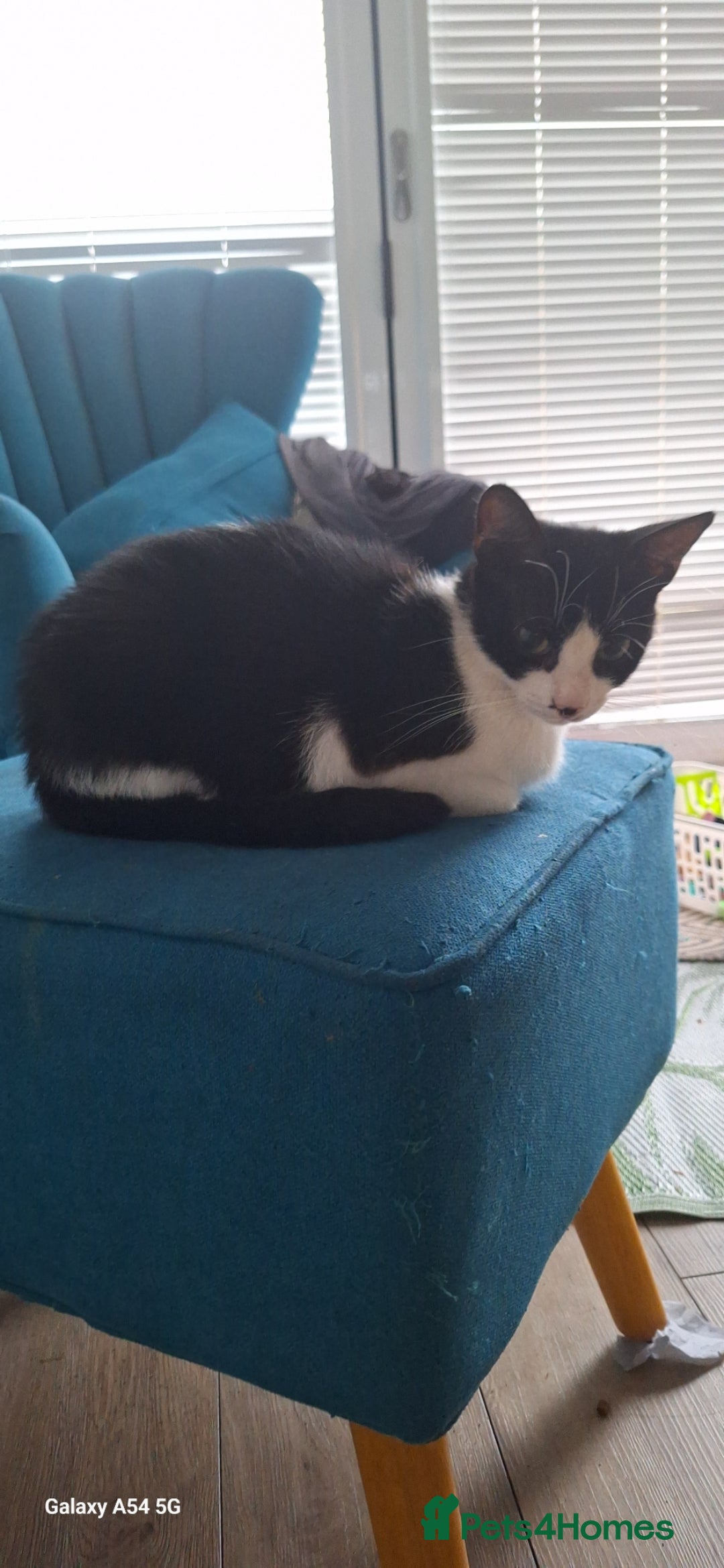 Mixed Breed cats for sale: Beautiful loving cat - FREE to a loving home - Image 1