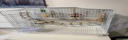 Conures birds for sale: Green cheek conure in Cardiff - Advert 8