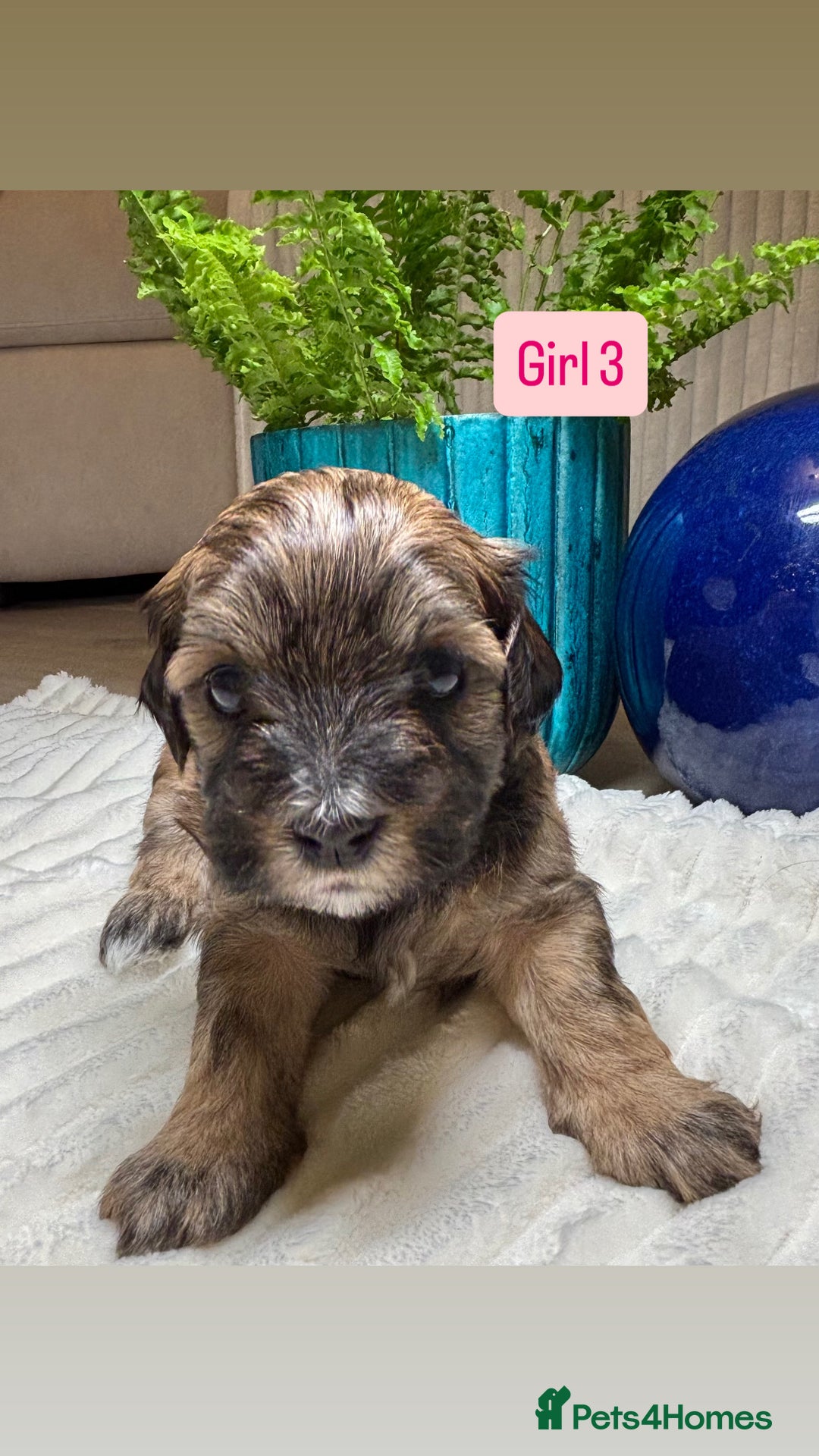 Havanese dogs for sale: 9 Beautiful Havanese Pedigree Puppies  - Advert 32