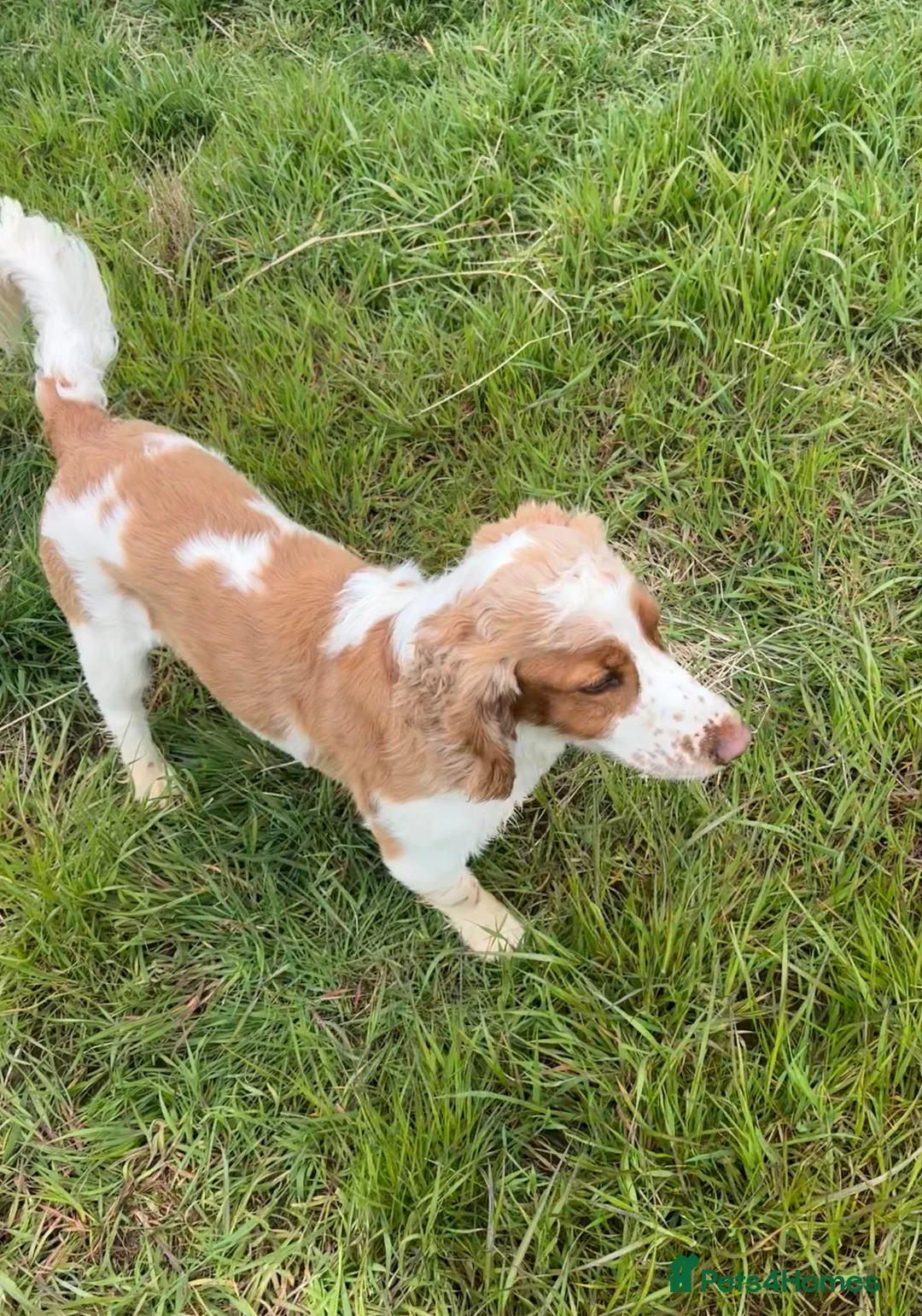 Cocker Spaniel dogs for sale: Orange and white cocker dog 2yr - Advert 4