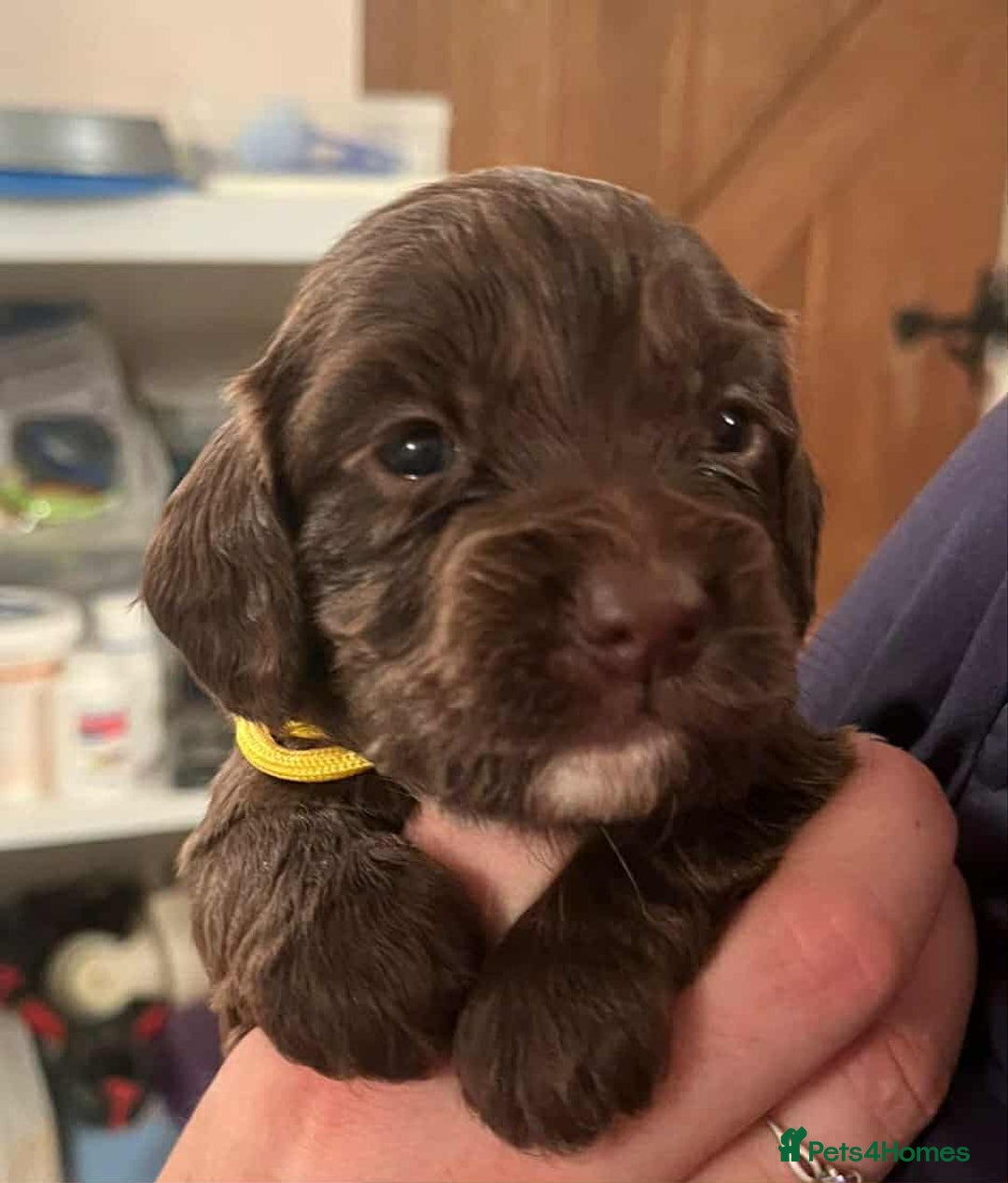 Cocker Spaniel dogs for sale: Gorgeous Health Tested Working Cocker Spaniels - Image 11