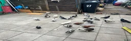 Cockatiels birds for sale: Pigeon bird - Advert 5