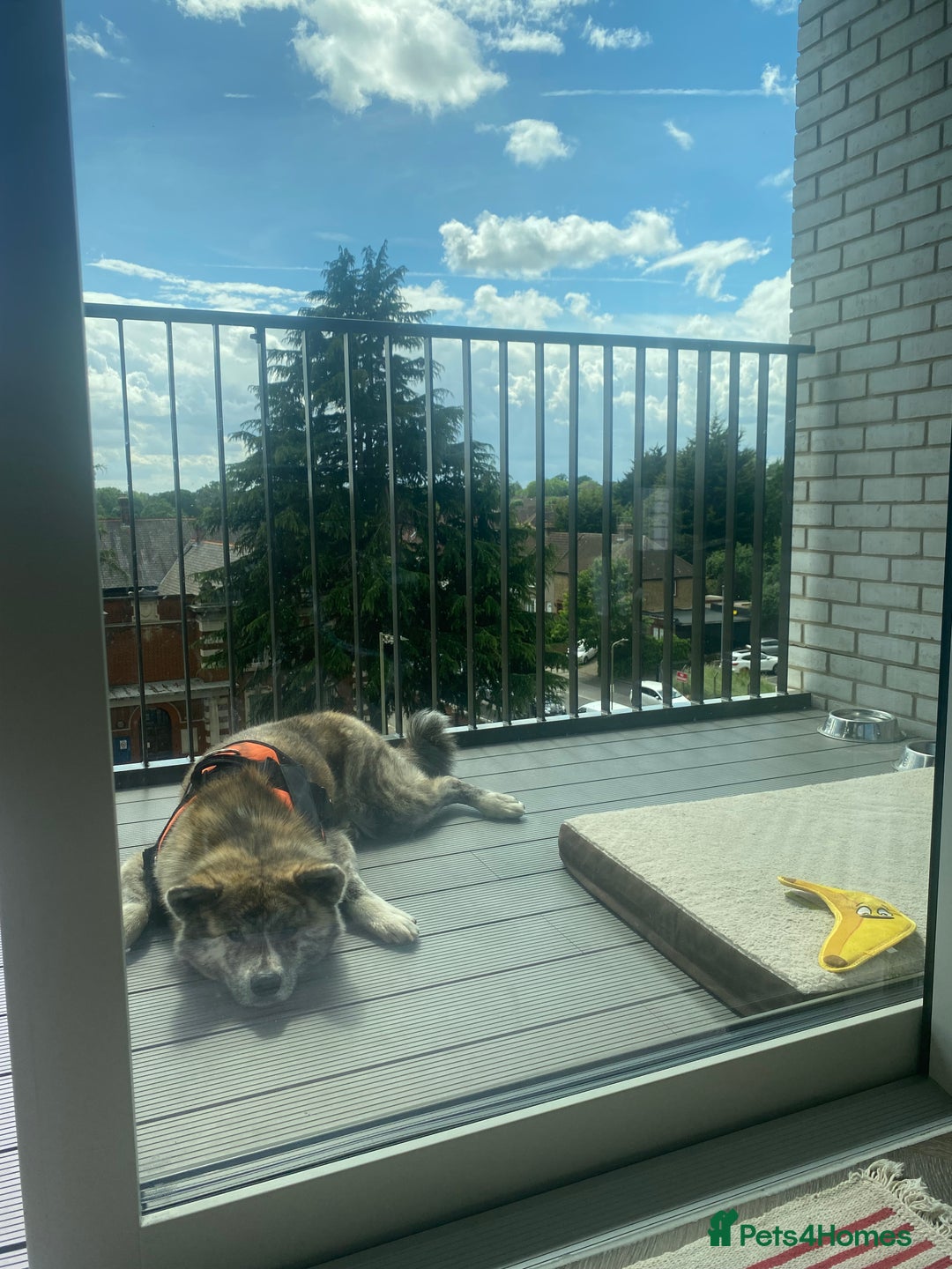 Japanese Akita Inu dogs for sale: Beautiful brindle Japanese Akita  - Image 11