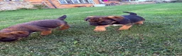 Border Terrier dogs for sale: 🧡Fabulous KC SLEM Clear Border Terriers - Advert 12