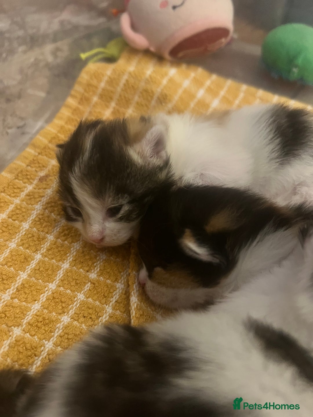 Mixed Breed cats for sale: 2 Kittens For Sale *READY NOW* - Advert 3