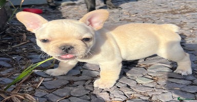 French Bulldog dogs - Advert 8