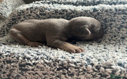 French Bulldog dogs for sale: French bulldog puppies  - Image 11