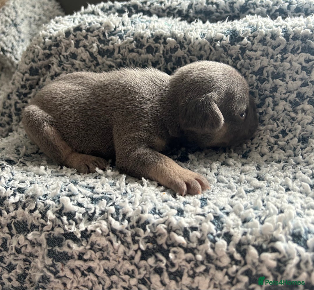 French Bulldog dogs for sale: French bulldog puppies  - Image 11