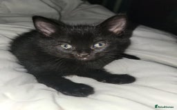 Mixed Breed cats for sale: Beautiful kittens for sale - Advert 14