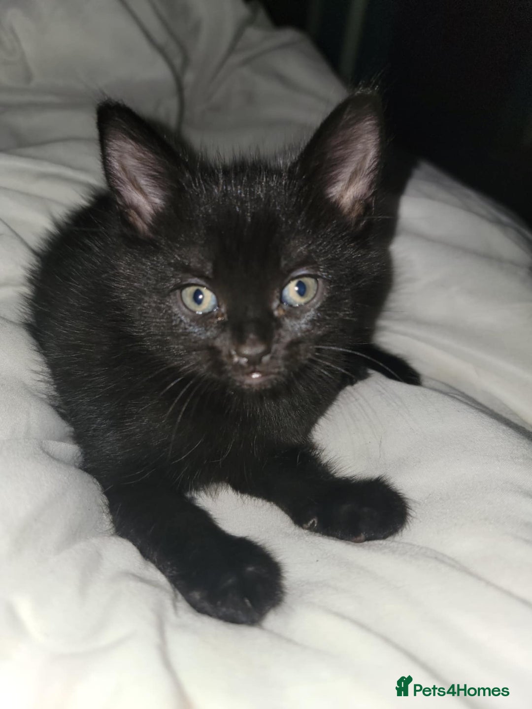 Mixed Breed cats for sale: Beautiful kittens for sale - Advert 14