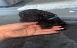 Cockapoo dogs for sale: 7 F1b Cockapoos  - Image 8