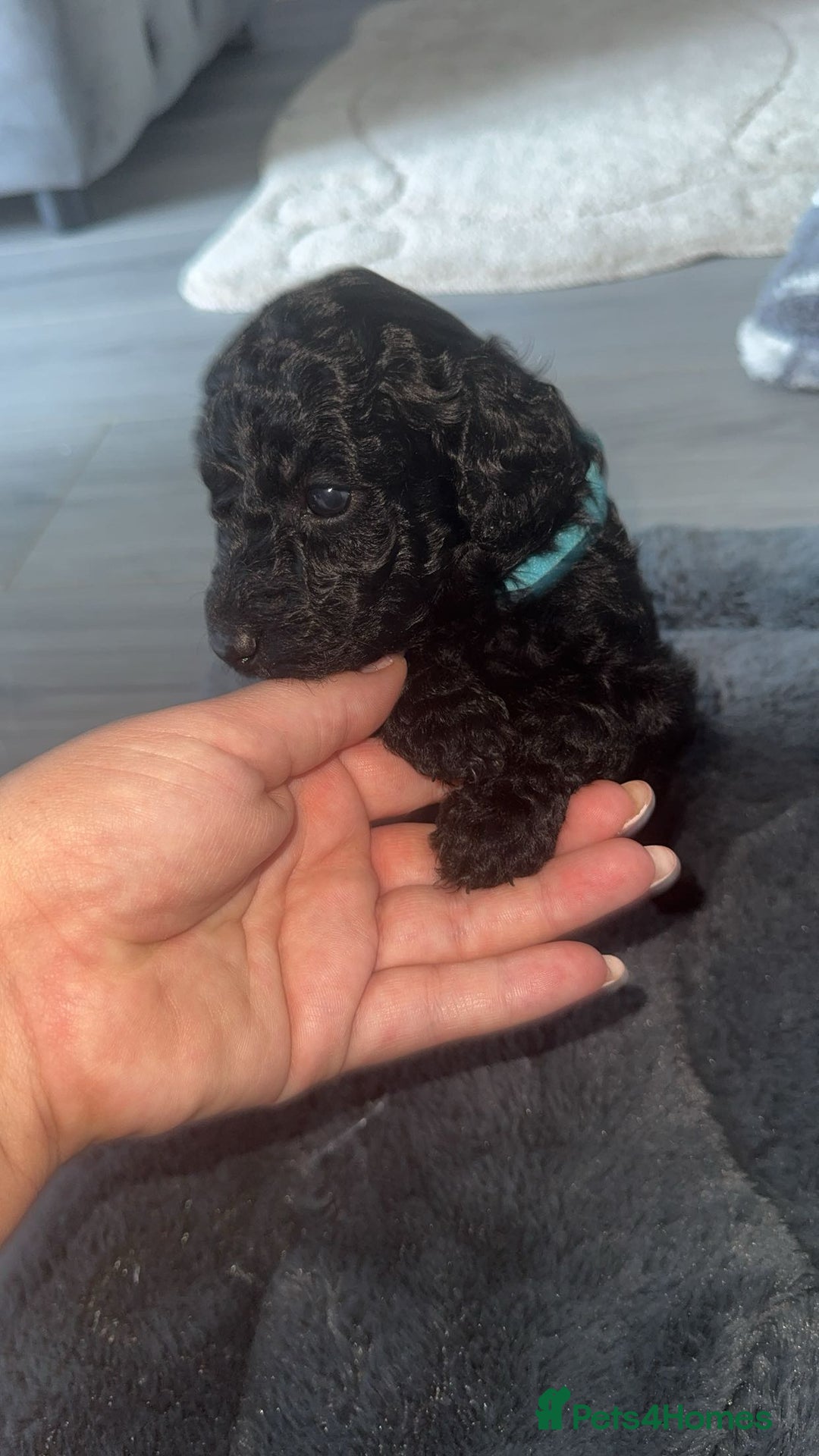 Cockapoo dogs for sale: 7 F1b Cockapoos  - Image 8