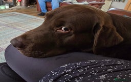 Labrador Retriever dogs for stud: Stud Labrador - Advert 12