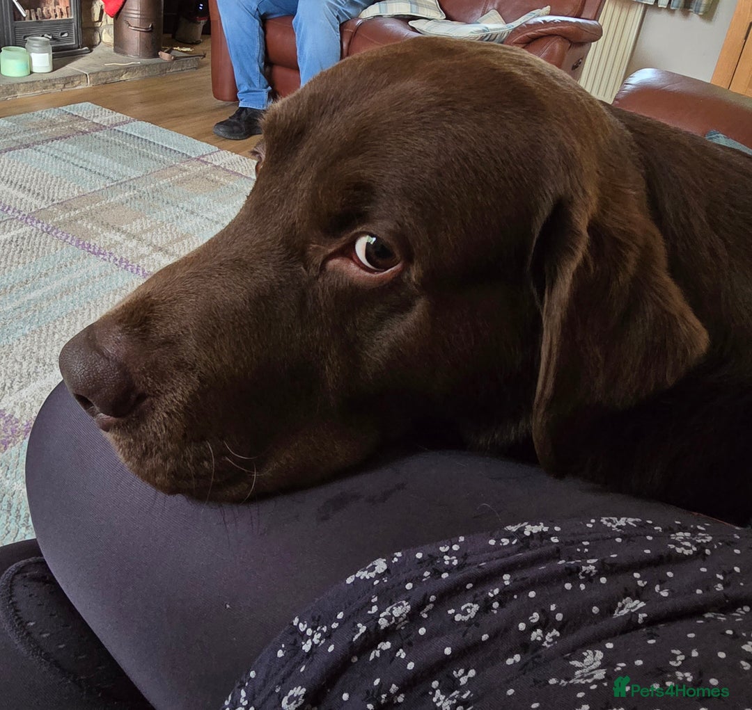 Labrador Retriever dogs for stud: Stud Labrador - Advert 12