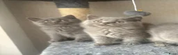 British Shorthair cats for sale: Stunning British shorthairs - champion bloodlines - Advert 3