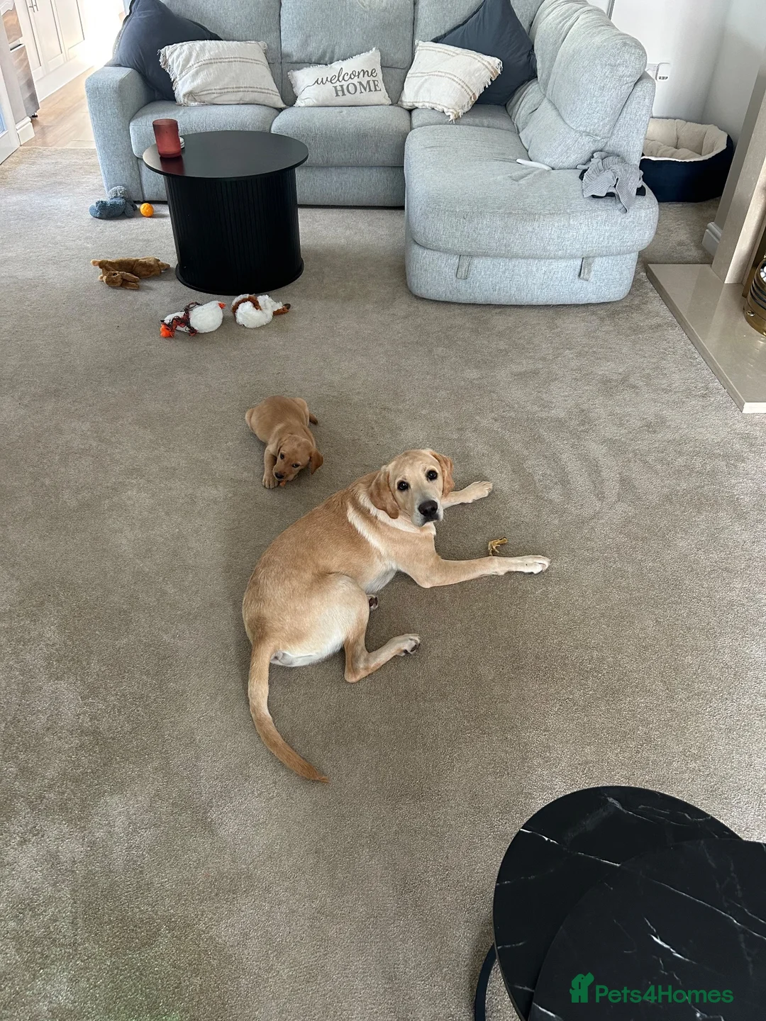 Labrador Retriever dogs for sale: 8 week Labrador retriever KC registered male - Advert 3