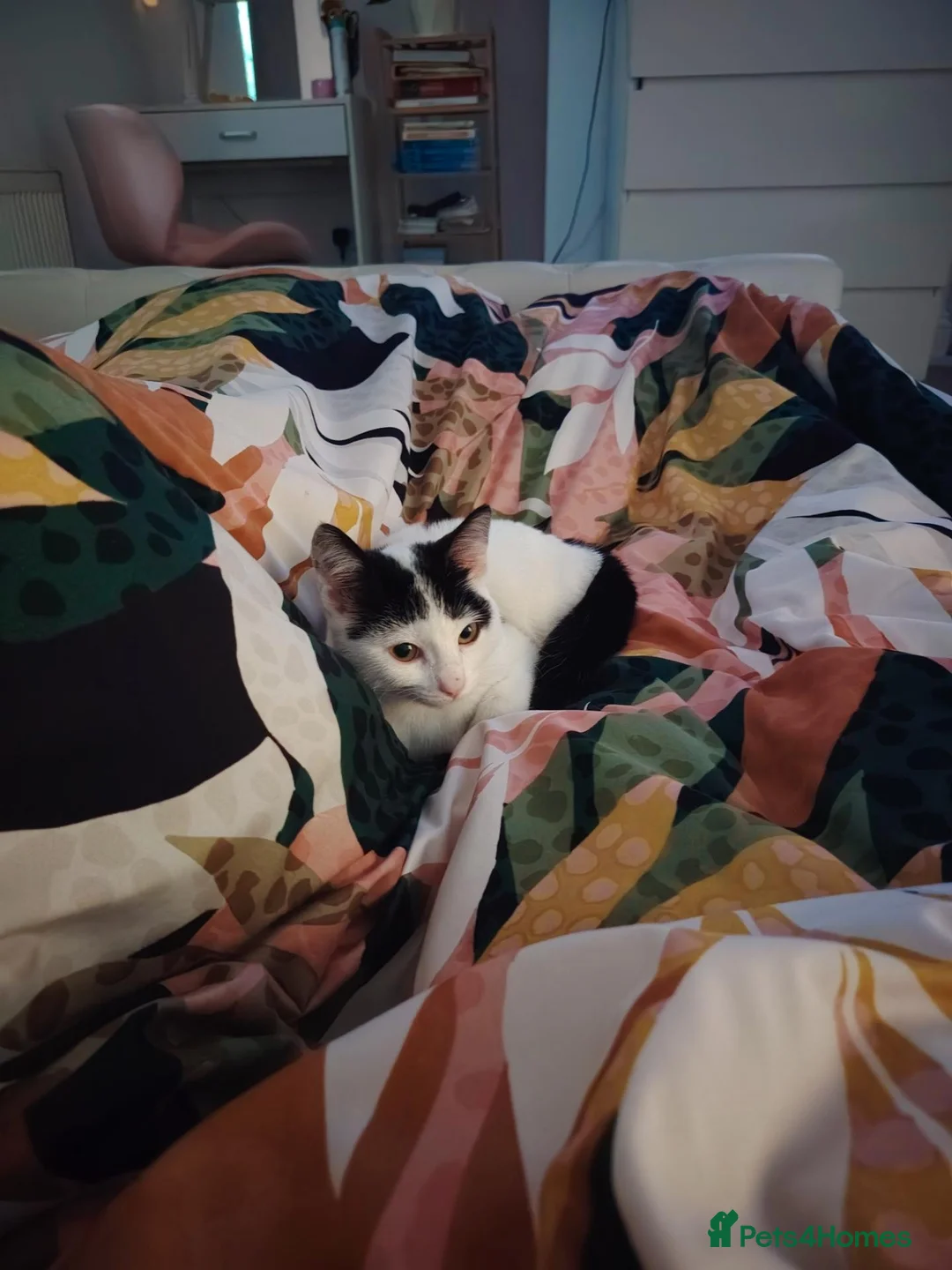 Mixed Breed cats for sale: 16-Week-Old Male Kitten looking for a forever home - Advert 1