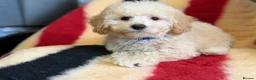 Poochon dogs for sale: Absolutely gorgeous poochon boys ready now  in Chester - Advert 8