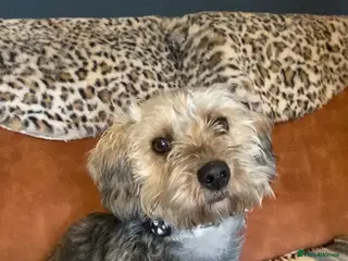 Yorkiepoo dogs Yorkipoo - Advert 2