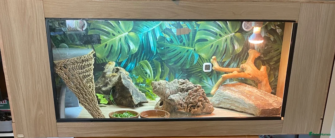 Bearded Dragon reptiles for sale: Mango (mags) in Peacehaven - Advert 8