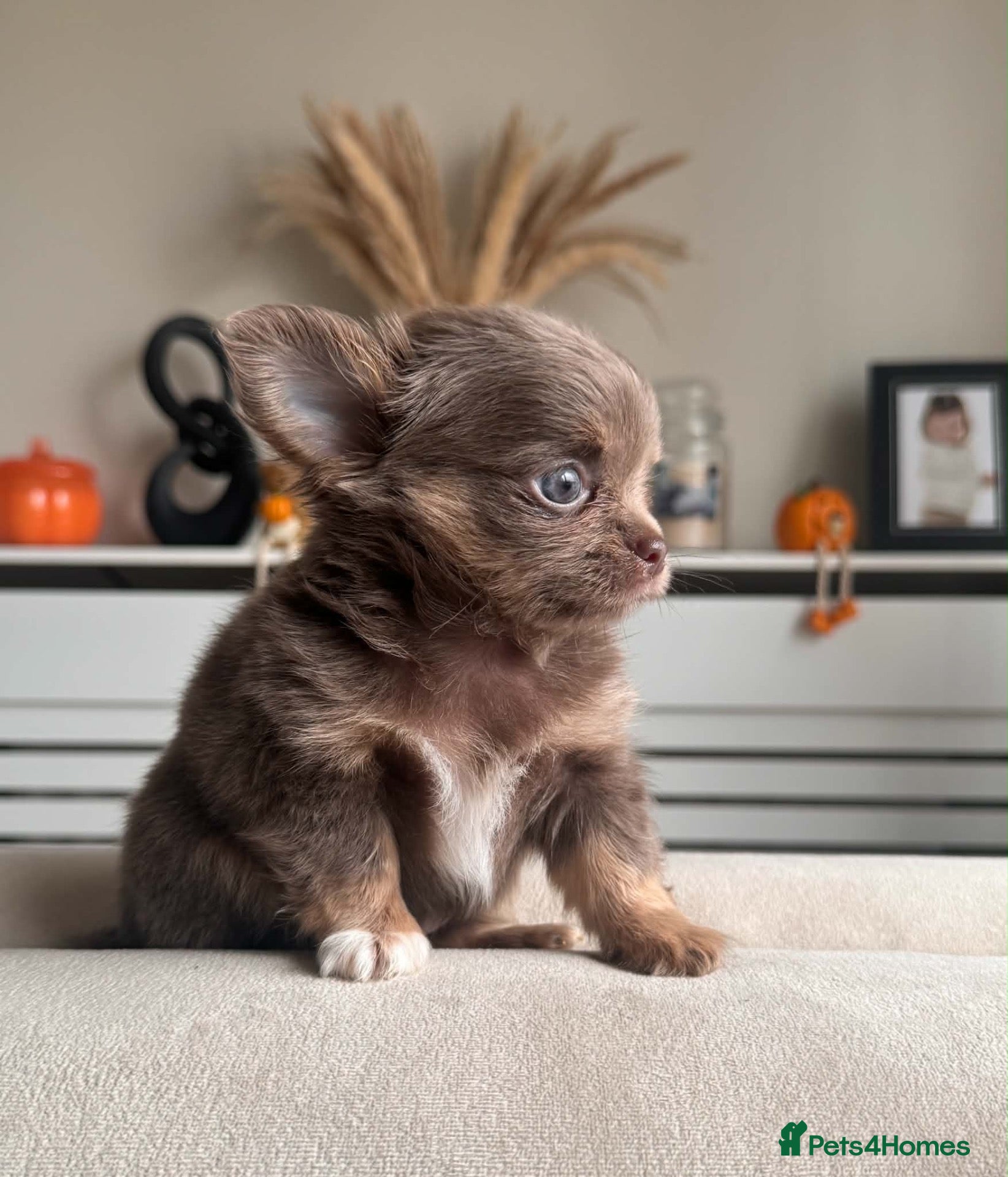 Chihuahua dogs for sale: Beautiful Longhair Chihuahuas  - Advert 3