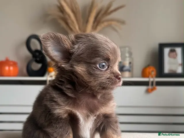 Chihuahua dogs for sale: Beautiful Longhair Chihuahuas - Advert 3