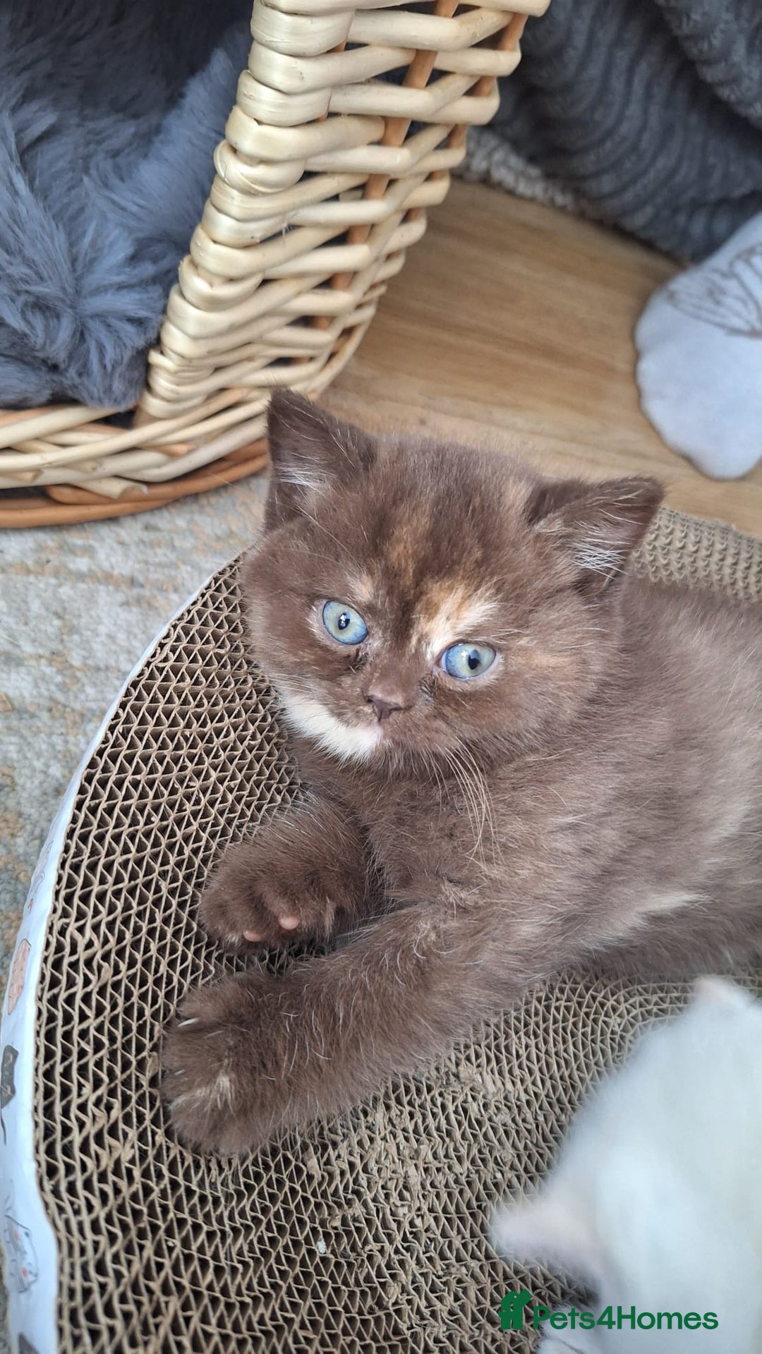 British Shorthair cats for sale: Gccf british shorthair kittens  - Image 2