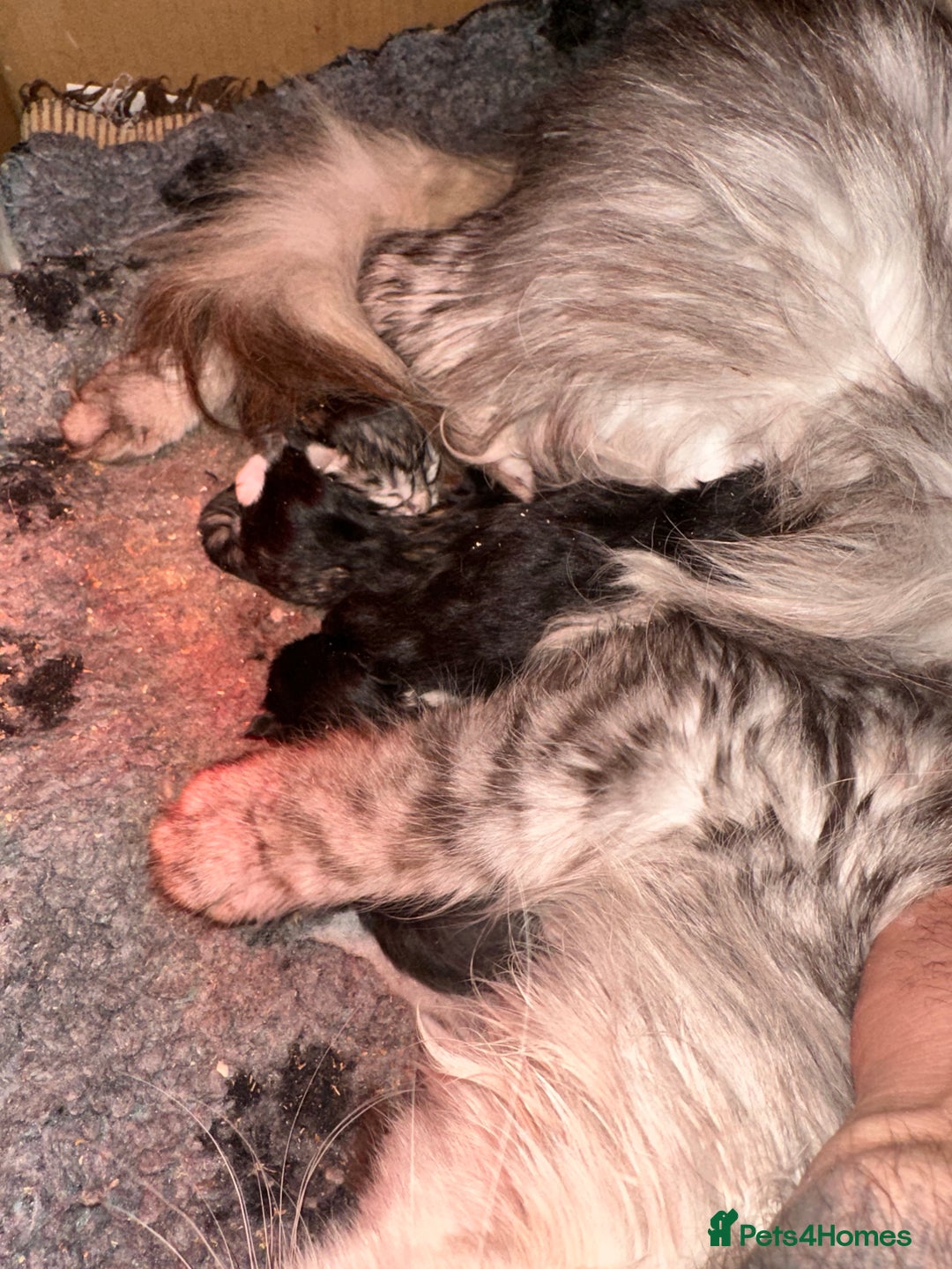 Maine Coon cats for sale: XXL kittens ready September  - Image 7
