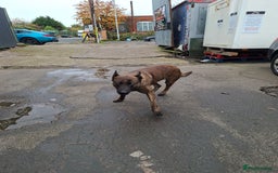 German Shepherd dogs for sale: German shepherd - Advert 4