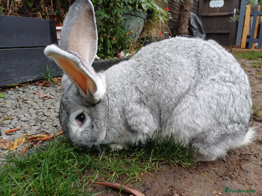 Continental Giant rabbits for sale: Gorgeous Bunny  - Image 2