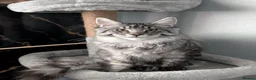 Maine Coon cats for sale: Mainecoon - Advert 10