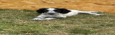 Cocker Spaniel 4